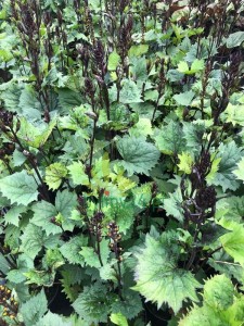 Języczka wąskogłówkowa ' Little Rocket'  -  Ligularia stenocephala ' Little Rocket '