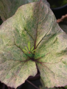 Języczka pomarańczowa 'Garden Confetti' - Ligularia dentata 'Garden Confettii