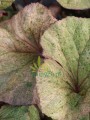 Języczka pomarańczowa 'Garden Confetti' - Ligularia dentata 'Garden Confettii