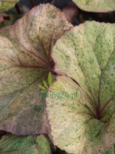 Języczka pomarańczowa 'Garden Confetti' - Ligularia dentata 'Garden Confettii