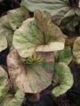 Języczka pomarańczowa 'Garden Confetti' - Ligularia dentata 'Garden Confettii
