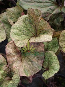 Języczka pomarańczowa 'Garden Confetti' - Ligularia dentata 'Garden Confettii