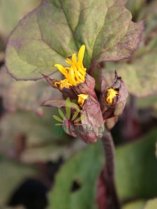 Języczka pomarańczowa 'Garden Confetti' - Ligularia dentata 'Garden Confettii