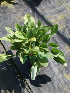 Funkia lancetolistna - Hosta lancifolia