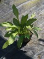 Funkia lancetolistna - Hosta lancifolia