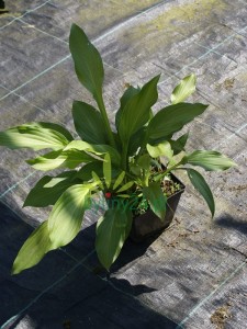 Funkia lancetolistna - Hosta lancifolia