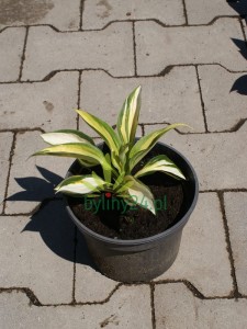 Funkia 'Color Festival'  -  Hosta 'Color Festival'