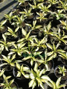 Funkia 'Color Festival'  -  Hosta 'Color Festival'