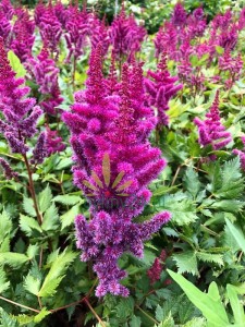 Tawułka chińska 'Visions in Red'   -   Astilbe chinensis "Vision in Red"