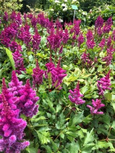 Tawułka chińska 'Visions in Red'   -   Astilbe chinensis "Vision in Red"