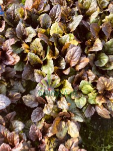 WhatsApp Image 2022-07-19 at 19.37.35 (27).jpeg