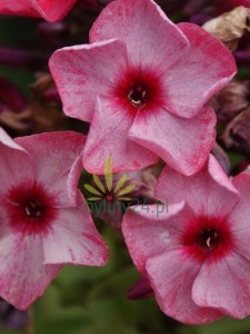 Floks wiechowaty' Fairytale of the Ural'     -  Phlox paniculata 'Fairytale of the Ural'