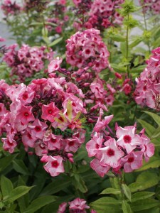 Floks wiechowaty' Fairytale of the Ural'     -  Phlox paniculata 'Fairytale of the Ural'