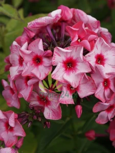 Floks wiechowaty' Fairytale of the Ural'     -  Phlox paniculata 'Fairytale of the Ural'