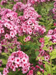 Floks wiechowaty' Fairytale of the Ural'     -  Phlox paniculata 'Fairytale of the Ural'