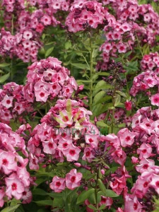 Floks wiechowaty' Fairytale of the Ural'     -  Phlox paniculata 'Fairytale of the Ural'