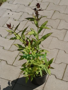 Floks wiechowaty' Fairytale of the Ural'     -  Phlox paniculata 'Fairytale of the Ural'