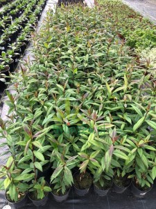 Floks wiechowaty ''Chocolate''   -  Phlox paniculata ''Chocolate''