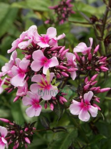 Floks wiechowaty 'Miss Pepper'  -  Phlox paniculata 'Miss Pepper'