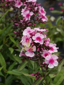 Floks wiechowaty 'Miss Pepper'  -  Phlox paniculata 'Miss Pepper'