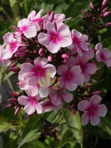 Floks wiechowaty 'Miss Pepper'  -  Phlox paniculata 'Miss Pepper'