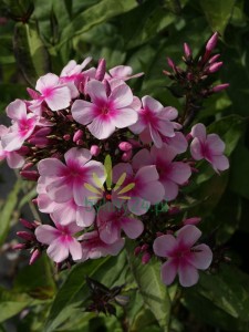 Floks wiechowaty 'Miss Pepper'  -  Phlox paniculata 'Miss Pepper'