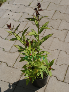 Floks wiechowaty 'Miss Pepper'  -  Phlox paniculata 'Miss Pepper'