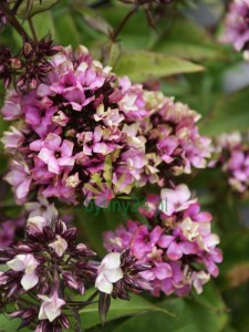 Floks wiechowaty 'Neon Mystique Green'  -  Phlox paniculata  'Neon Mystique Green'