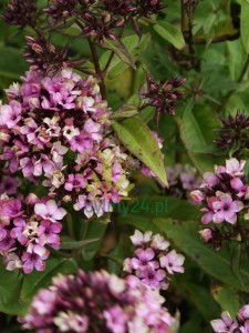 Floks wiechowaty 'Neon Mystique Green'  -  Phlox paniculata  'Neon Mystique Green'