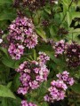 Floks wiechowaty 'Neon Mystique Green'  -  Phlox paniculata  'Neon Mystique Green'