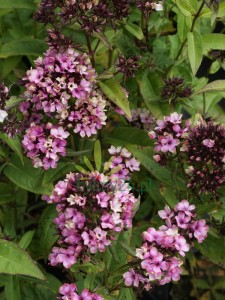 Floks wiechowaty 'Neon Mystique Green'  -  Phlox paniculata  'Neon Mystique Green'