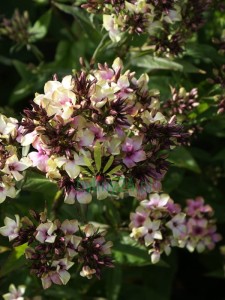 Floks wiechowaty 'Neon Mystique Green'  -  Phlox paniculata  'Neon Mystique Green'