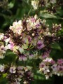 Floks wiechowaty 'Neon Mystique Green'  -  Phlox paniculata  'Neon Mystique Green'