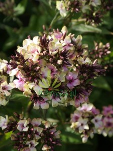 Floks wiechowaty 'Neon Mystique Green'  -  Phlox paniculata  'Neon Mystique Green'