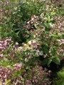 Floks wiechowaty 'Neon Mystique Green'  -  Phlox paniculata  'Neon Mystique Green'