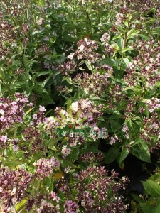 Floks wiechowaty 'Neon Mystique Green'  -  Phlox paniculata  'Neon Mystique Green'