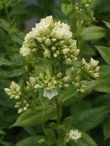 Floks wiechowaty  ‘Green Expectation’ -   Phlox paniculata ‘Green Expectation’