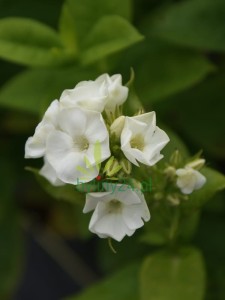 Floks wiechowaty  ‘Green Expectation’ -   Phlox paniculata ‘Green Expectation’