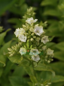 Floks wiechowaty  ‘Green Expectation’ -   Phlox paniculata ‘Green Expectation’