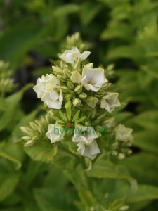 Floks wiechowaty  ‘Green Expectation’ -   Phlox paniculata ‘Green Expectation’