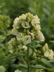 Floks wiechowaty  ‘Green Expectation’ -   Phlox paniculata ‘Green Expectation’