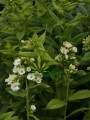 Floks wiechowaty  ‘Green Expectation’ -   Phlox paniculata ‘Green Expectation’