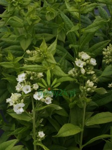 Floks wiechowaty  ‘Green Expectation’ -   Phlox paniculata ‘Green Expectation’