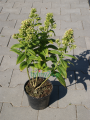 Floks wiechowaty  ‘Green Expectation’ -   Phlox paniculata ‘Green Expectation’