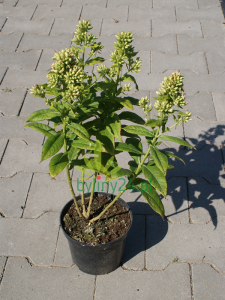 Floks wiechowaty  ‘Green Expectation’ -   Phlox paniculata ‘Green Expectation’