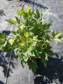 Zawilec japoński ''Bressingham Glow'' - Anemone hupehensi ''Bressingham Glow'' (id: 638)