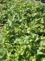 Zawilec japoński ''Bressingham Glow'' - Anemone hupehensi ''Bressingham Glow'' (id: 638)