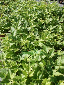 Zawilec japoński ''Bressingham Glow'' - Anemone hupehensi ''Bressingham Glow'' (id: 638)