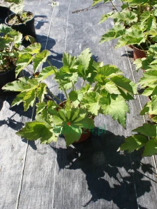 Zawilec mieszańcowy "Andrea Atkinson" - Anemone hybrida "Andrea Atkinson" (id: 637)