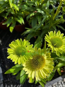 Jeżówka purpurowa "Verdana' - Echinacea purpurea 'Verdana'
